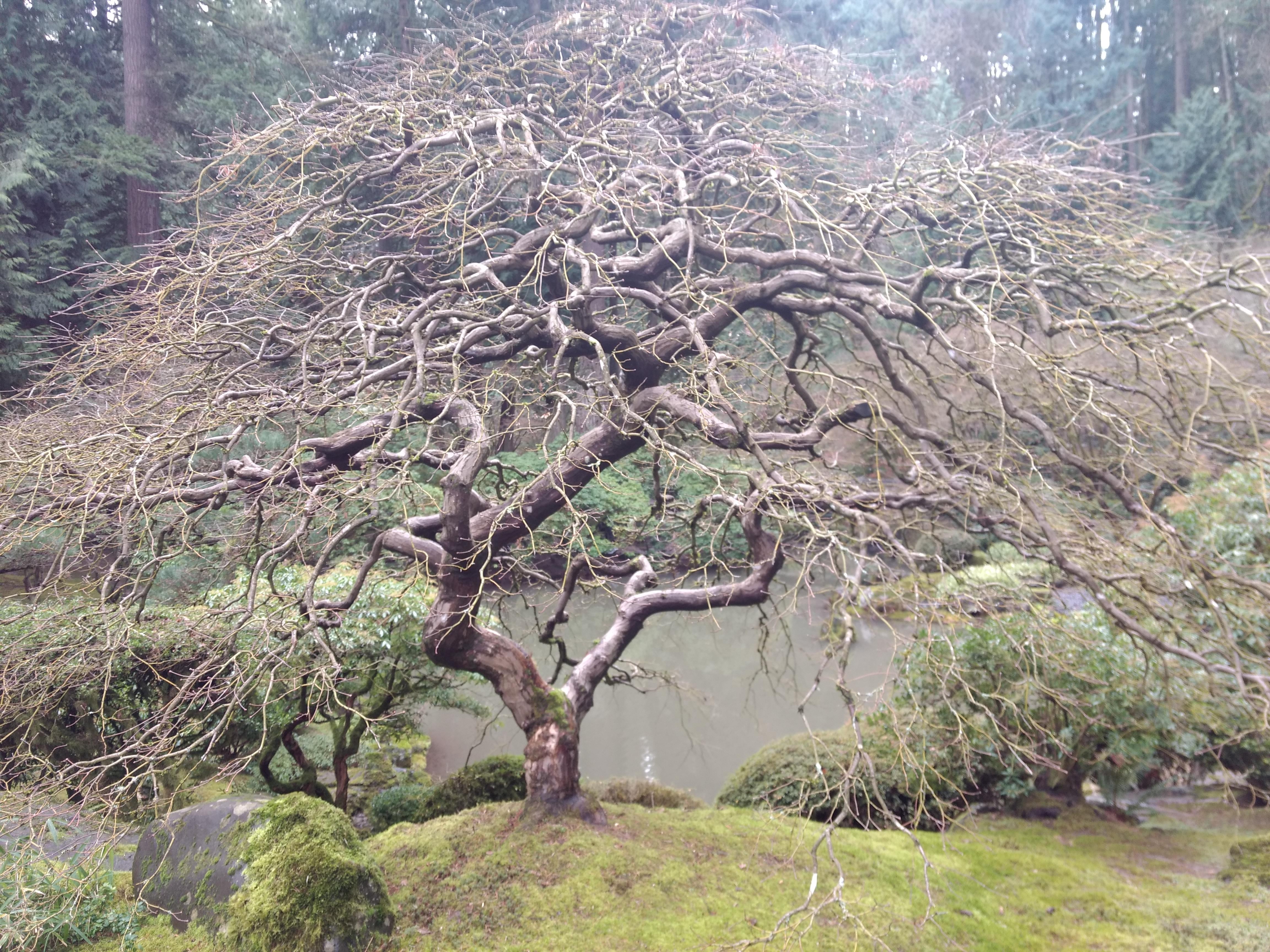 japanese garden tree